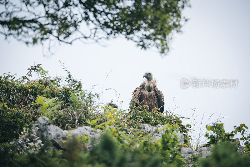 在草地上的Griffon Vulture(红腹秃鹰)